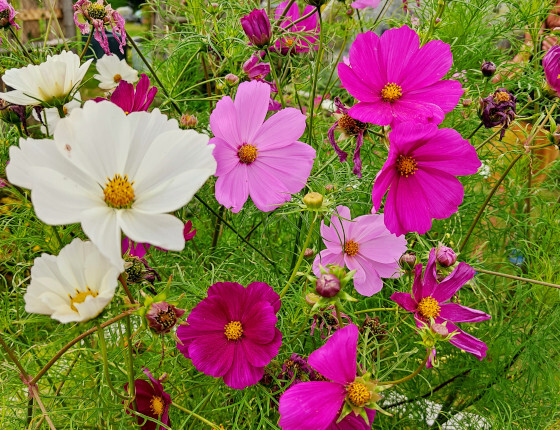 cosmos en mélange