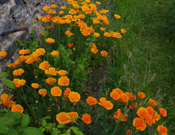 semence_escholzia_californie_J_ 2