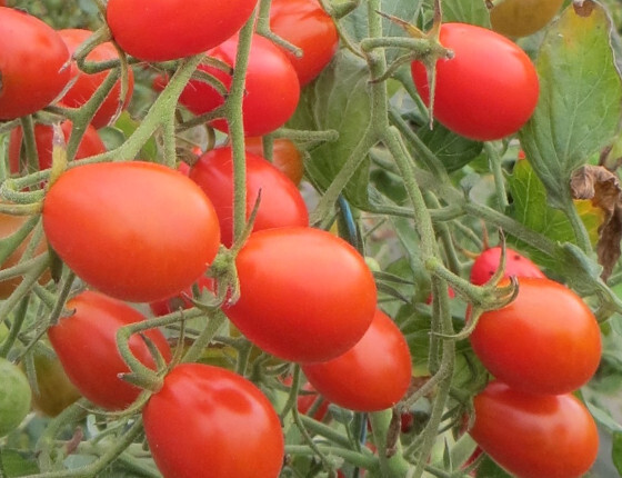 Tomate_boulette_de_touraine_ced_