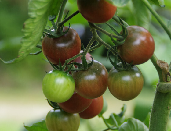 tomate_cerise_black_cherry_J_ (2)