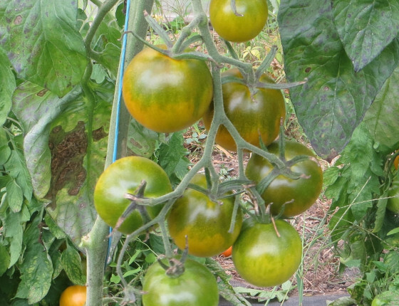 Tomate_verte_esmeralda_CG_ (2).JPG